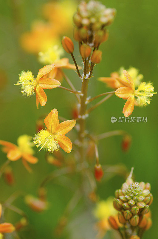 Bulbine frutescens花